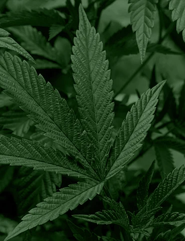 Buy weed in Newfoundland