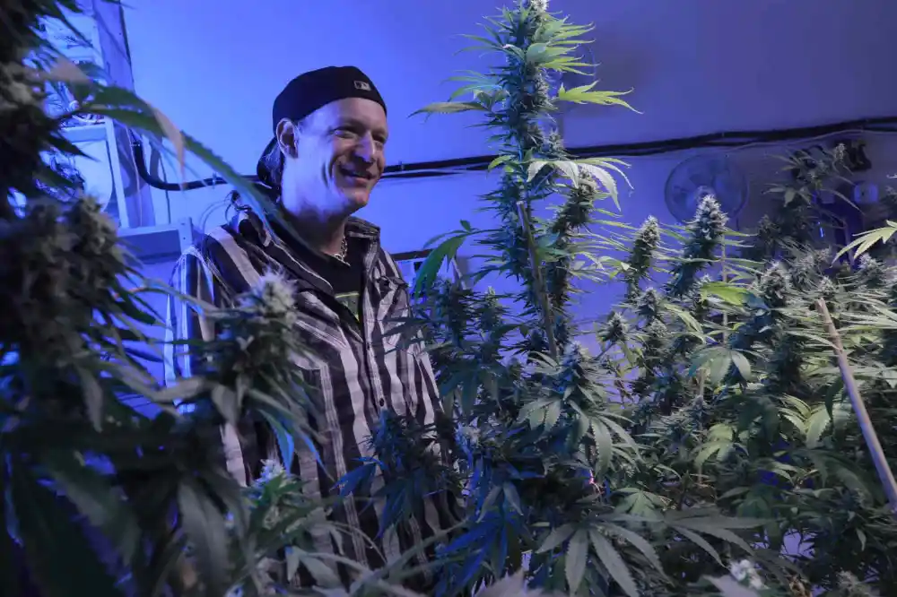 Buy Weed in Alberta